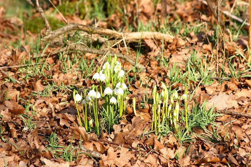 Un anno di fiori...